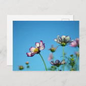 Kosmos Flowers: Japan Briefkaart (Voorkant / Achterkant)