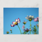 Kosmos Flowers: Japan Briefkaart (Voorkant)