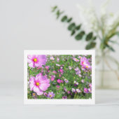 Kosmos Flowers: Japan Briefkaart (Staand voorkant)