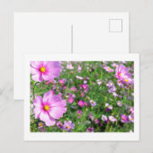 Kosmos Flowers: Japan Briefkaart (Voorkant / Achterkant)