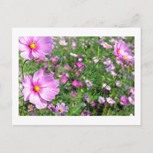 Kosmos Flowers: Japan Briefkaart