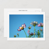 Kosmos Flowers: Japan Briefkaart (Voorkant / Achterkant)