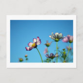 Kosmos Flowers: Japan Briefkaart (Voorkant)