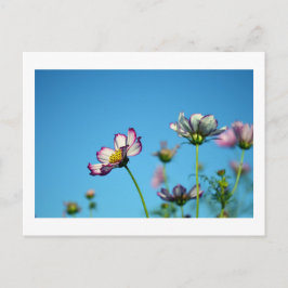 Kosmos Flowers: Japan Briefkaart