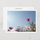 Kosmos Flowers: Japan Briefkaart (Voorkant / Achterkant)