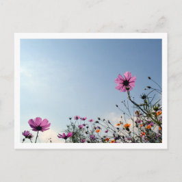 Kosmos Flowers: Japan Briefkaart