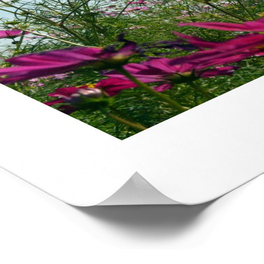 Kosmos Flowers of Japan Poster (Hoek)