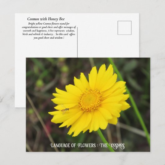 Kosmos met Briefkaart bij bijen (Voorkant / Achterkant)