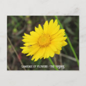 Kosmos met Briefkaart bij bijen (Voorkant)