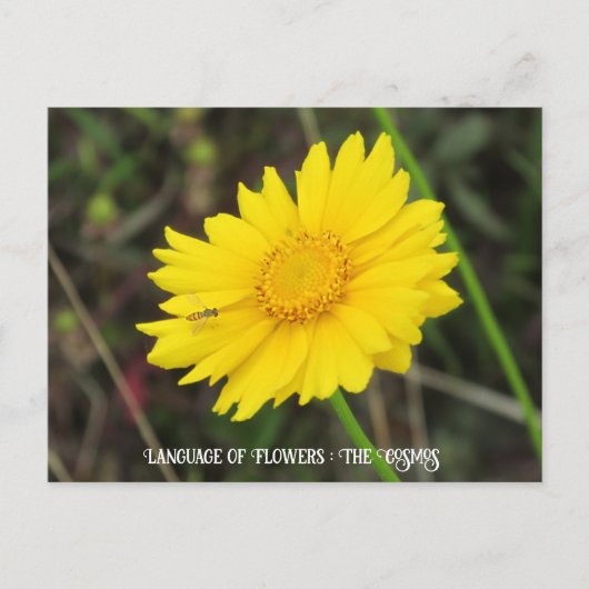 Kosmos met Briefkaart bij bijen (Voorkant)