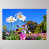 Kosmos [Poster] Poster (Voorkant)