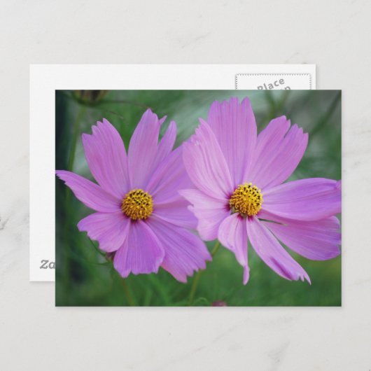 kosmosbloem briefkaart (Voorkant / Achterkant)