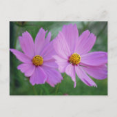kosmosbloem briefkaart (Voorkant)
