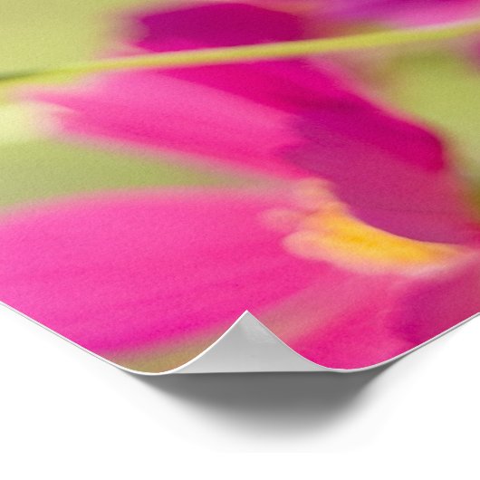 Kosmosbloemen Poster (Hoek)