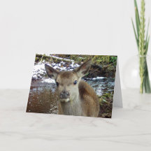 Kostbaar Baby Ree Kalm Water Rand Winter Accent