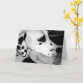 Kostbare Dalmation Kaart (Gele Bloem)