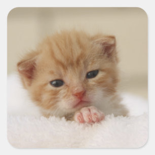 Kostbare lieve kleine kitten stickers