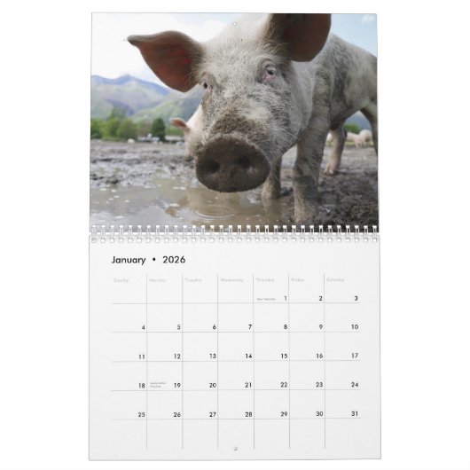 Kostbare Varkens 2026 Kalender (Jan 2026)