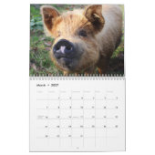 Kostbare Varkens 2027 Kalender (Mar 2027)