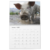 Kostbare Varkens 2027 Kalender (Jan 2027)