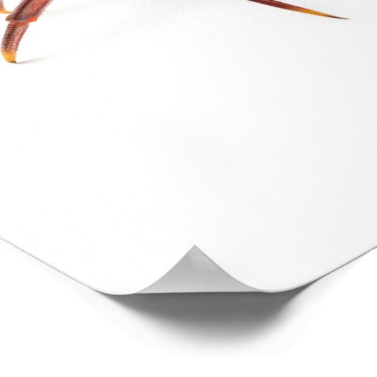 kotelekrab poster (Hoek)