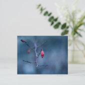 Koud roos briefkaart (Staand voorkant)