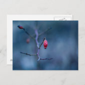 Koud roos briefkaart (Voorkant / Achterkant)