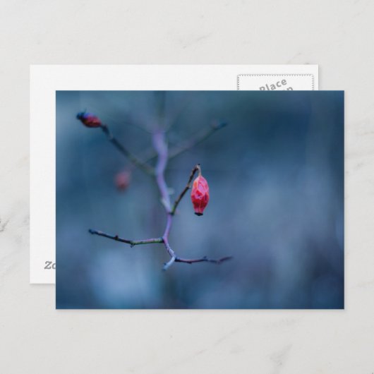 Koud roos briefkaart (Voorkant / Achterkant)