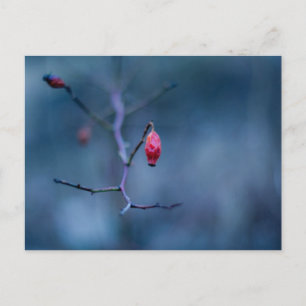 Koud roos briefkaart