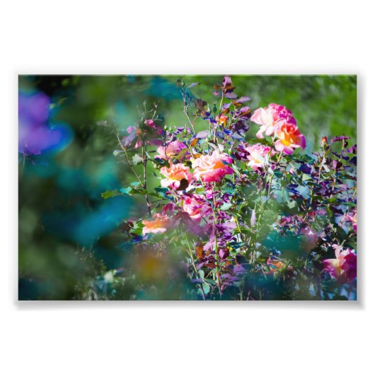 Koudbloemen Foto Afdruk (Voorkant)