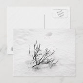 Koudboom Briefkaart (Voorkant / Achterkant)