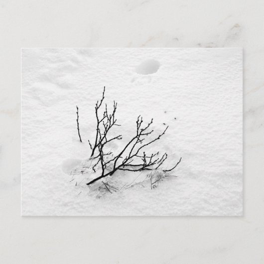 Koudboom Briefkaart (Voorkant)