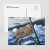 Koude hond 1 briefkaart (Voorkant / Achterkant)