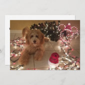 Koude neus, Warm Wishes Labradole Kerstmis Kaart (Voorkant / Achterkant)