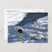 Koude papaver briefkaart (Voorkant / Achterkant)