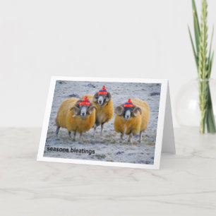 koude schapen met de Xmas-kaart Feestdagen Kaart