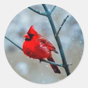 Koude winter pluizig rood kardinaal vogel, besneeu ronde sticker