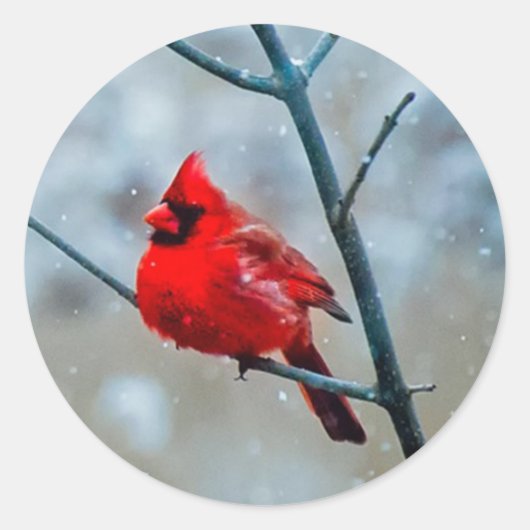 Koude winter pluizig rood kardinaal vogel, besneeu ronde sticker (Voorkant)