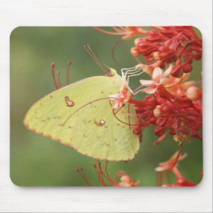 Koudloze zwavelvlinder muismat