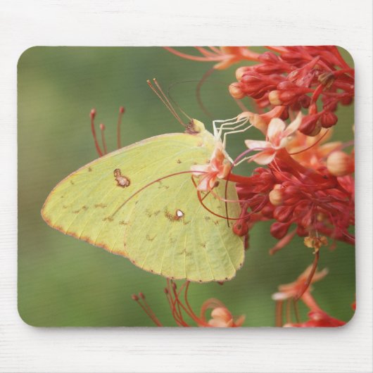 Koudloze zwavelvlinder muismat (Voorkant)