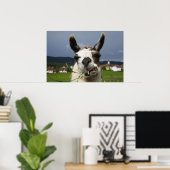 Koudste Llama-portret Poster (Thuiskantoor)