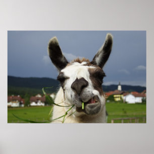 Koudste Llama-portret Poster