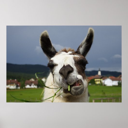 Koudste Llama-portret Poster (Voorkant)