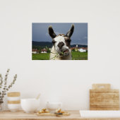 Koudste Llama-portret Poster (Keuken)