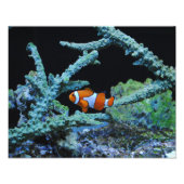 Koudvis in koraal foto afdruk (Voorkant)