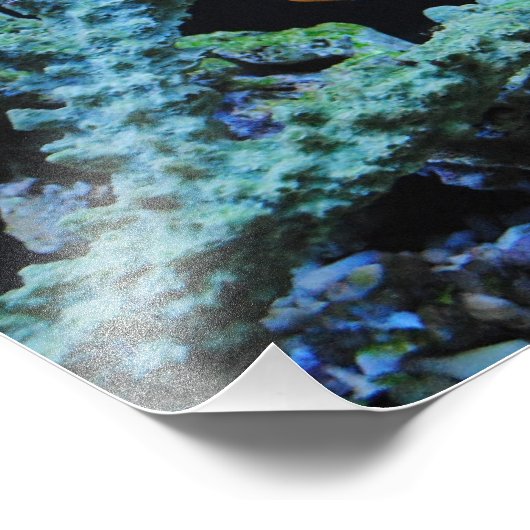 Koudvis in koraal foto afdruk (Hoek)