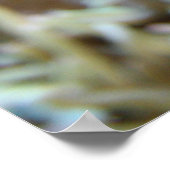 Koudvis in rif poster (Hoek)