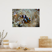 Koudvis in rif poster (Keuken)