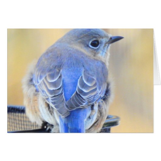 Koudvogel in NH (Voorkant Horizontaal)