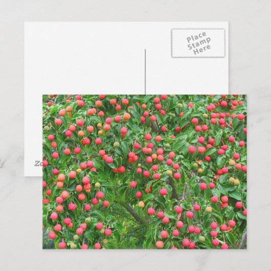 Kousa Dogwood Berries Briefkaart (Voorkant / Achterkant)